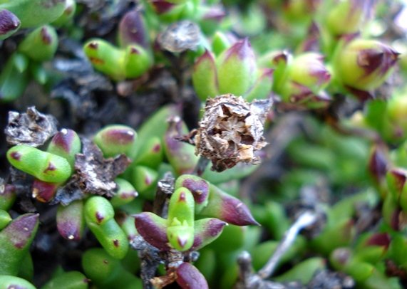 Esterhuysenia drepanophylla old fruit parts
